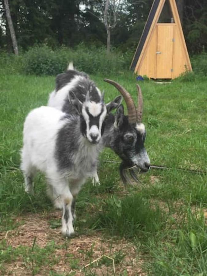 Niiralan Tila : Starlite Cabin Laitila Exteriör bild